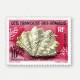 Coquillages de la mer rouge