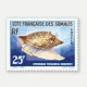 Coquillages de la mer rouge